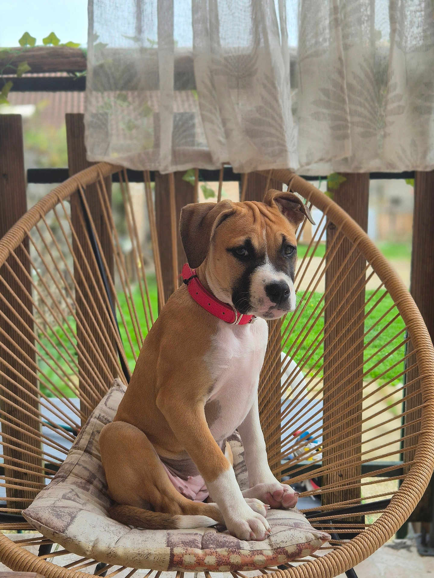 Tess participe au concours pour gagner de l'argent avec cette photo : puppy, dog, red_collar, chair, cushion, porch, wooden, curtains, outdoor, pet, sitting, brown_dog, white_paws, furniture, young_dog, animal, cute, domestic_animal, resting, calm