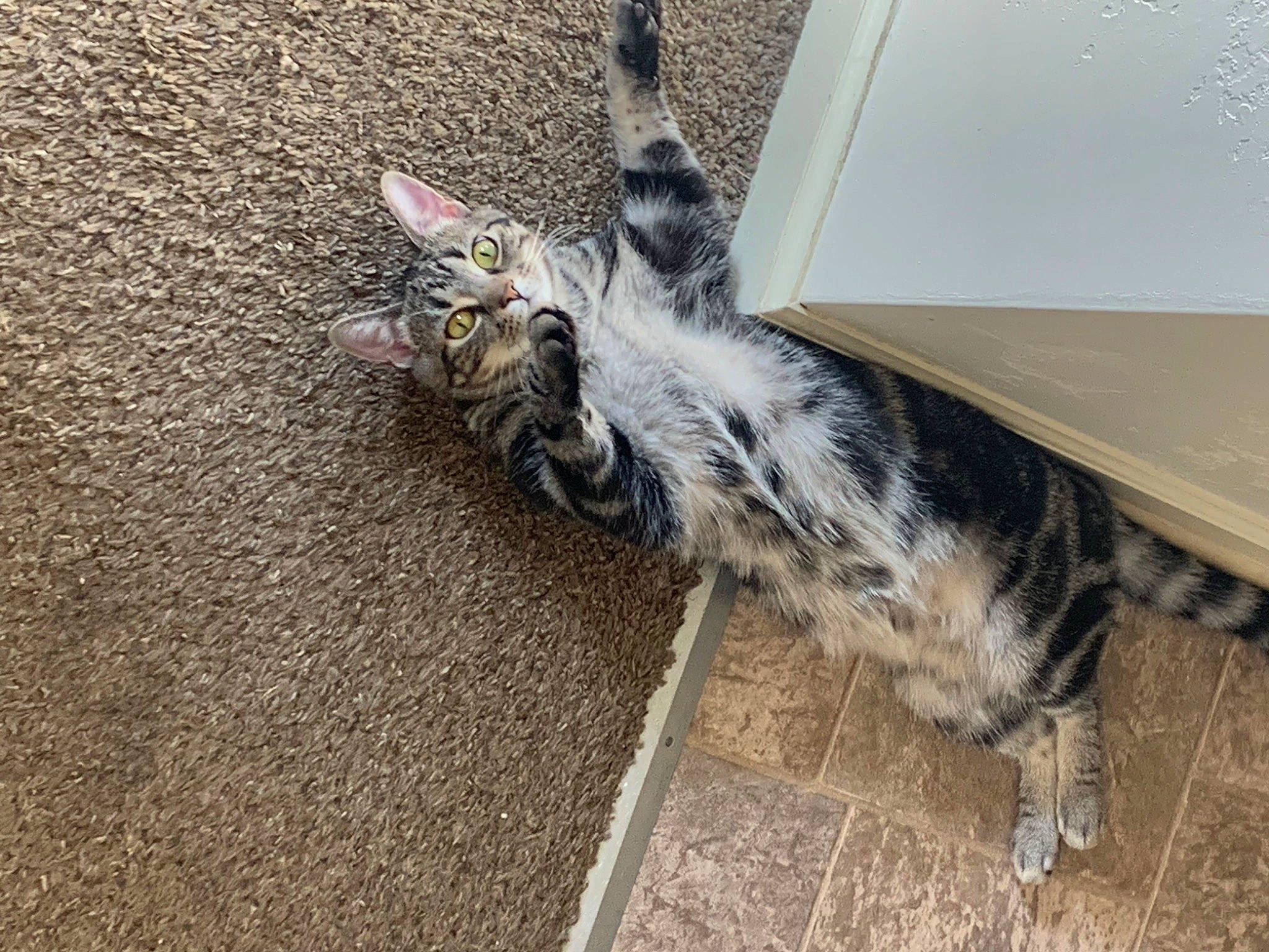 Mavis is registered to the contest to win money with this photo: asphalt, canidae, carnivore, cat, claw, domestic_short_haired_cat, felidae, floor, flooring, fur, paw, plant, road_surface, small_to_medium_sized_cats, snout, soil, tail, terrestrial_animal, whiskers, wood