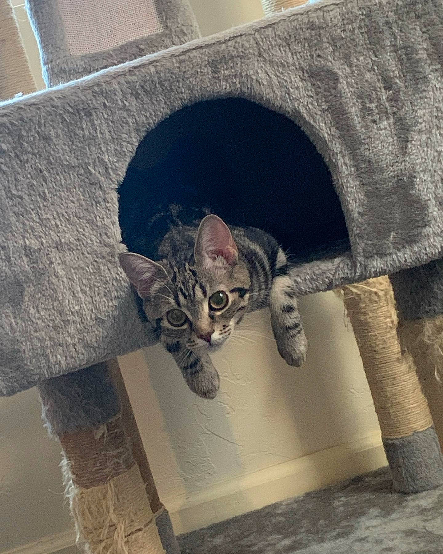 Mavis joined the competition — help win amazing prizes! carnivore, comfort, couch, felidae, flooring, font, fur, grey, linens, metal, pattern, rectangle, room, small_to_medium_sized_cats, snout, tail, visual_arts, whiskers, wing, wood