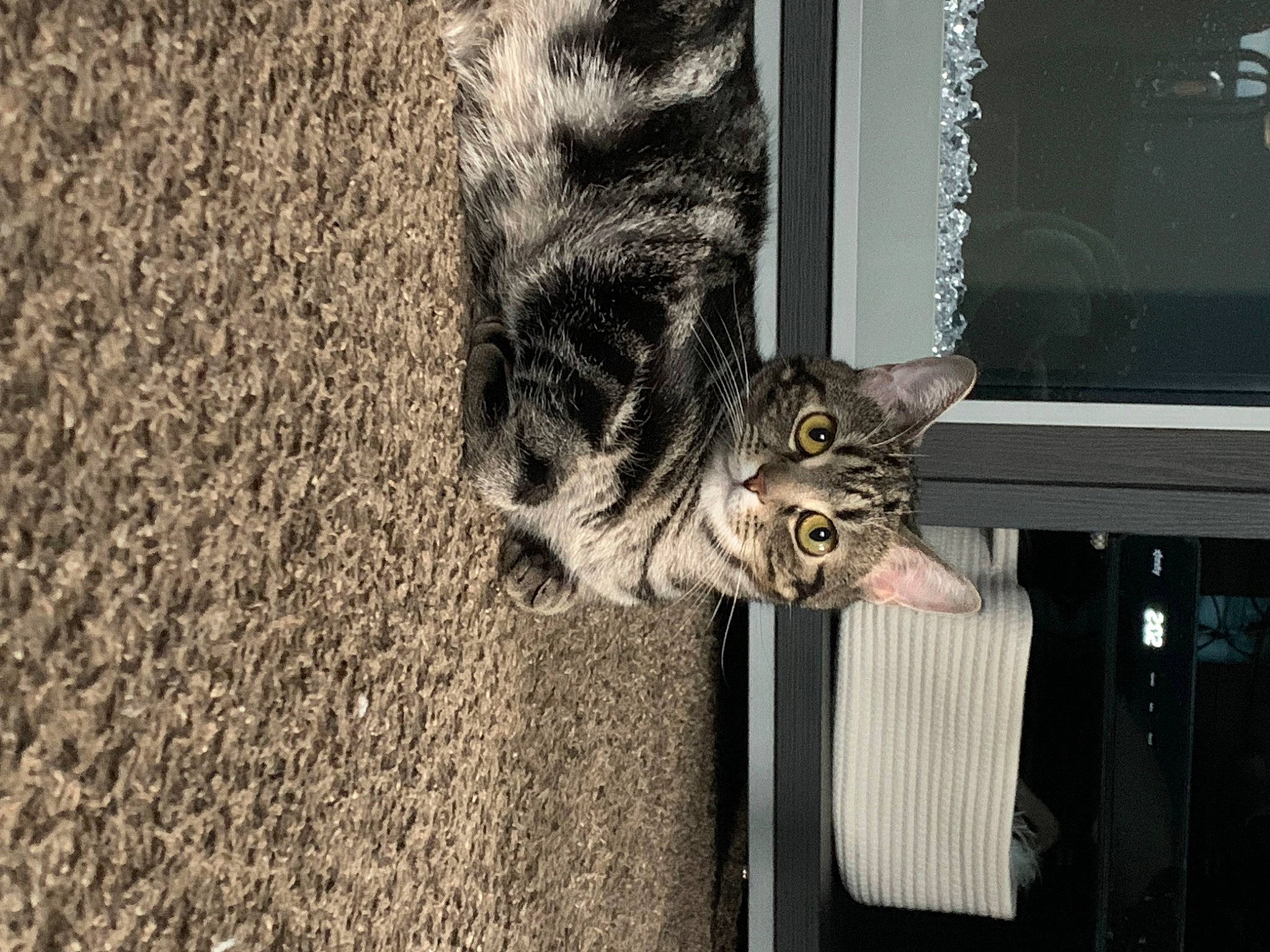 Mavis is registered to the contest to win money with this photo: asphalt, carnivore, cat, domestic_short_haired_cat, door, felidae, fur, grey, paw, plant, road_surface, small_to_medium_sized_cats, snout, soil, tail, tree, whiskers, window, wood