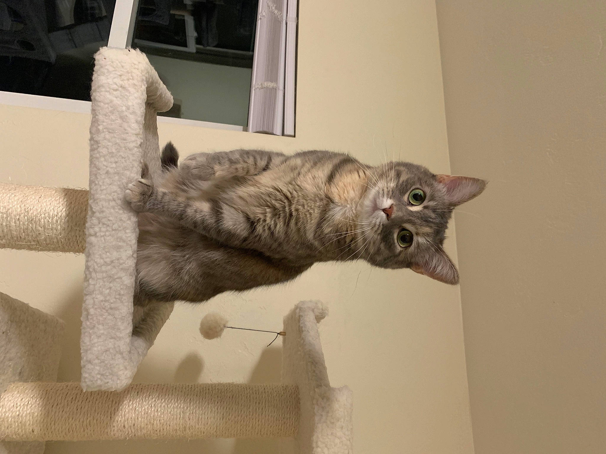 Nila is registered to the contest to win money with this photo: art, carnivore, cat, cat_supply, chair, domestic_short_haired_cat, felidae, fur, grey, room, sculpture, shelf, small_to_medium_sized_cats, snout, tail, whiskers, window, wood