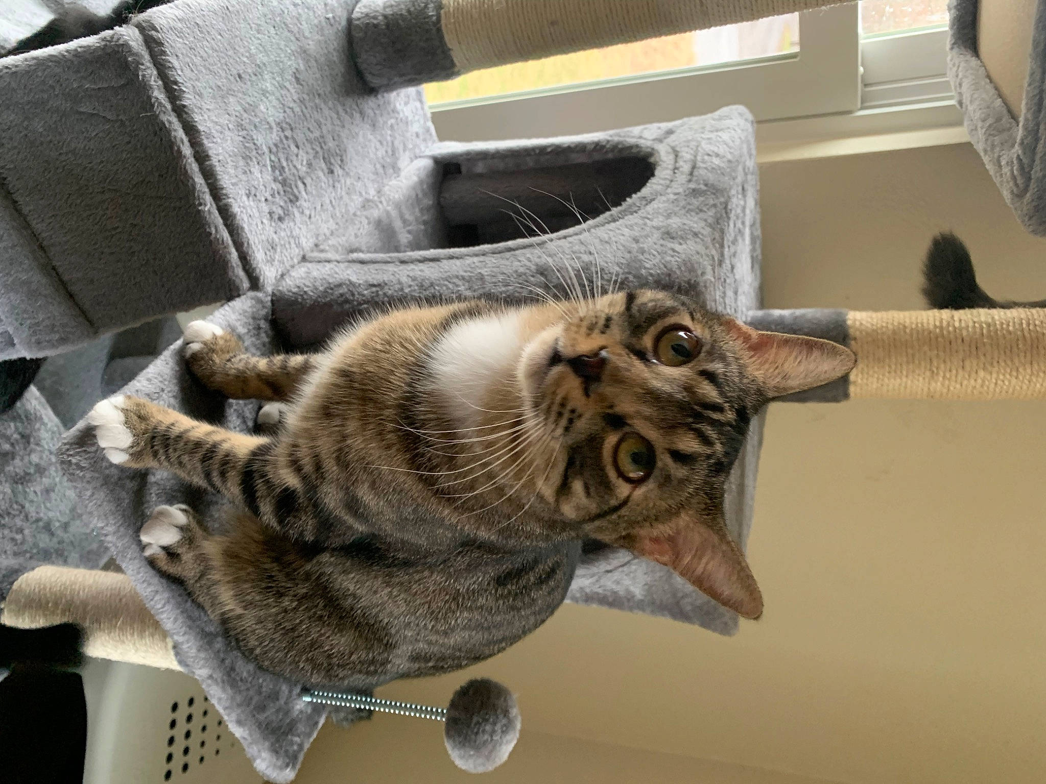 Murray joined the competition — help win amazing prizes! carnivore, cat, claw, comfort, devon_rex, domestic_short_haired_cat, felidae, fur, grey, paw, small_to_medium_sized_cats, snout, tail, whiskers, wood