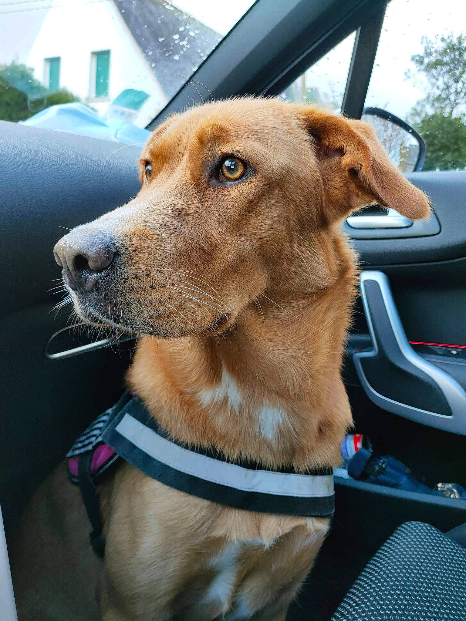 Rozenn a rejoint le concours — aidez-le/la à gagner de superbes lots ! automotive_exterior, automotive_mirror, car, carnivore, collar, companion_dog, dog, dog_breed, dog_collar, fawn, liver, motor_vehicle, sky, snout, steering_wheel, vehicle, vehicle_door, whiskers, windshield, working_animal