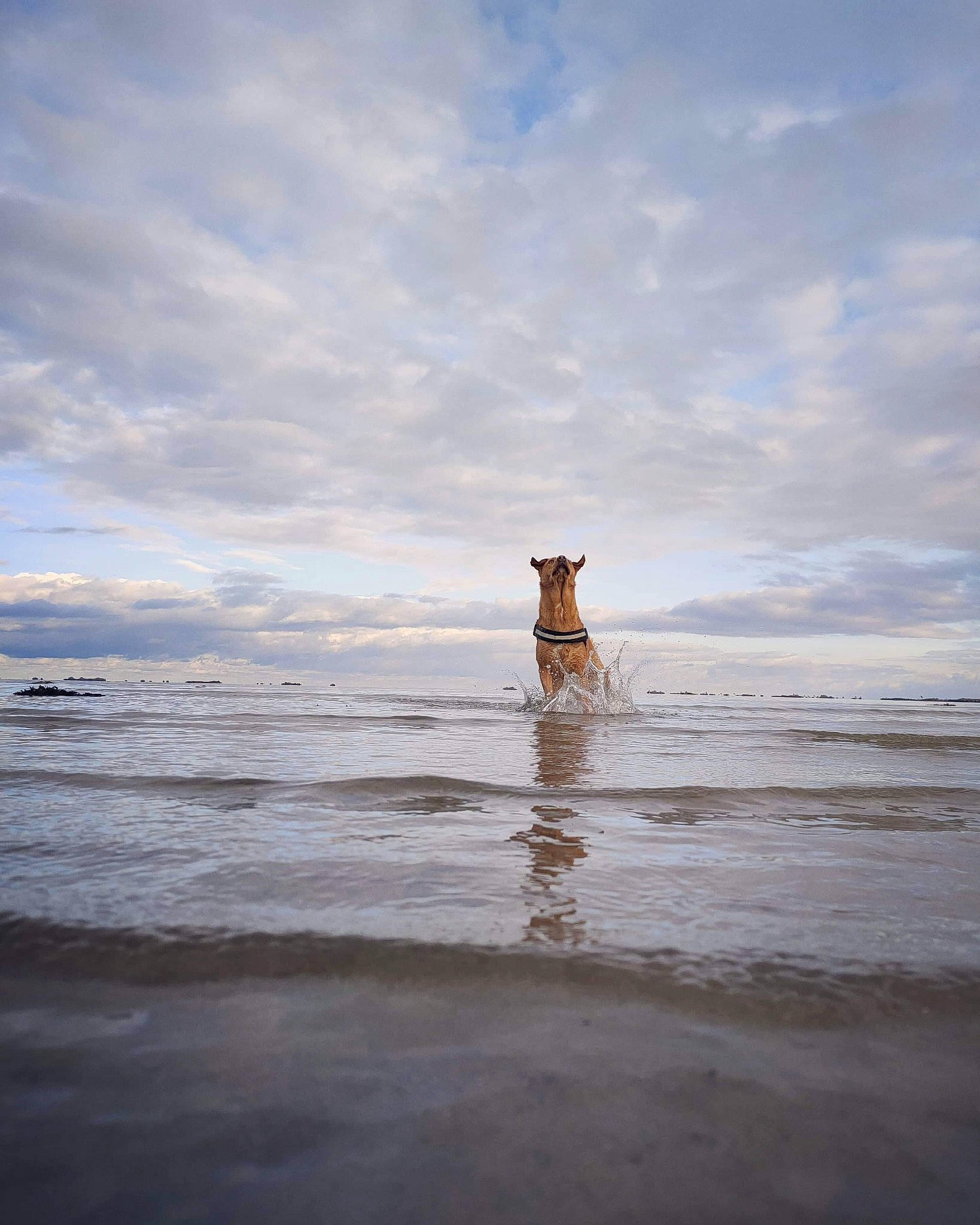 Rozenn a rejoint le concours — aidez-le/la à gagner de superbes lots ! beach, carnivore, cloud, dusk, fluid, horizon, landscape, liquid, natural_landscape, rock, seabird, sky, sporting_group, sunrise, sunset, tree, water, wind, wind_wave, wood