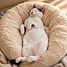 animal, black_spots, blanket, cat, comfort, cozy, cute, feline, fluffy, home, indoor, nap, peaceful, pet_bed, relaxing, resting, sleeping, soft_texture, sunlight, white_cat