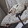 Tigrou a rejoint le concours — aidez-le/la à gagner de superbes lots ! cat, sleeping, white_cat, black_patches, lace, fabric, keyboard, desk, home, indoor, resting, pet, animal, feline, cozy, curled_up, quiet, relaxed, table, electronics
