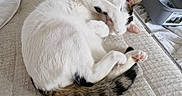 Tigrou participe au concours pour gagner de l'argent avec cette photo :