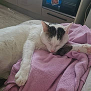 Tigrou a rejoint le concours — aidez-le/la à gagner de superbes lots ! cat, sleeping, white_cat, black_markings, paw, pink_paw_pads, blanket, pink_blanket, indoor, cozy, resting, feline, pet, fur, animal, relaxed, nap, cute, soft_texture, comfort