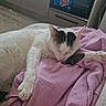 animal, black_markings, blanket, cat, comfort, cozy, cute, feline, fur, indoor, nap, paw, pet, pink_blanket, pink_paw_pads, relaxed, resting, sleeping, soft_texture, white_cat