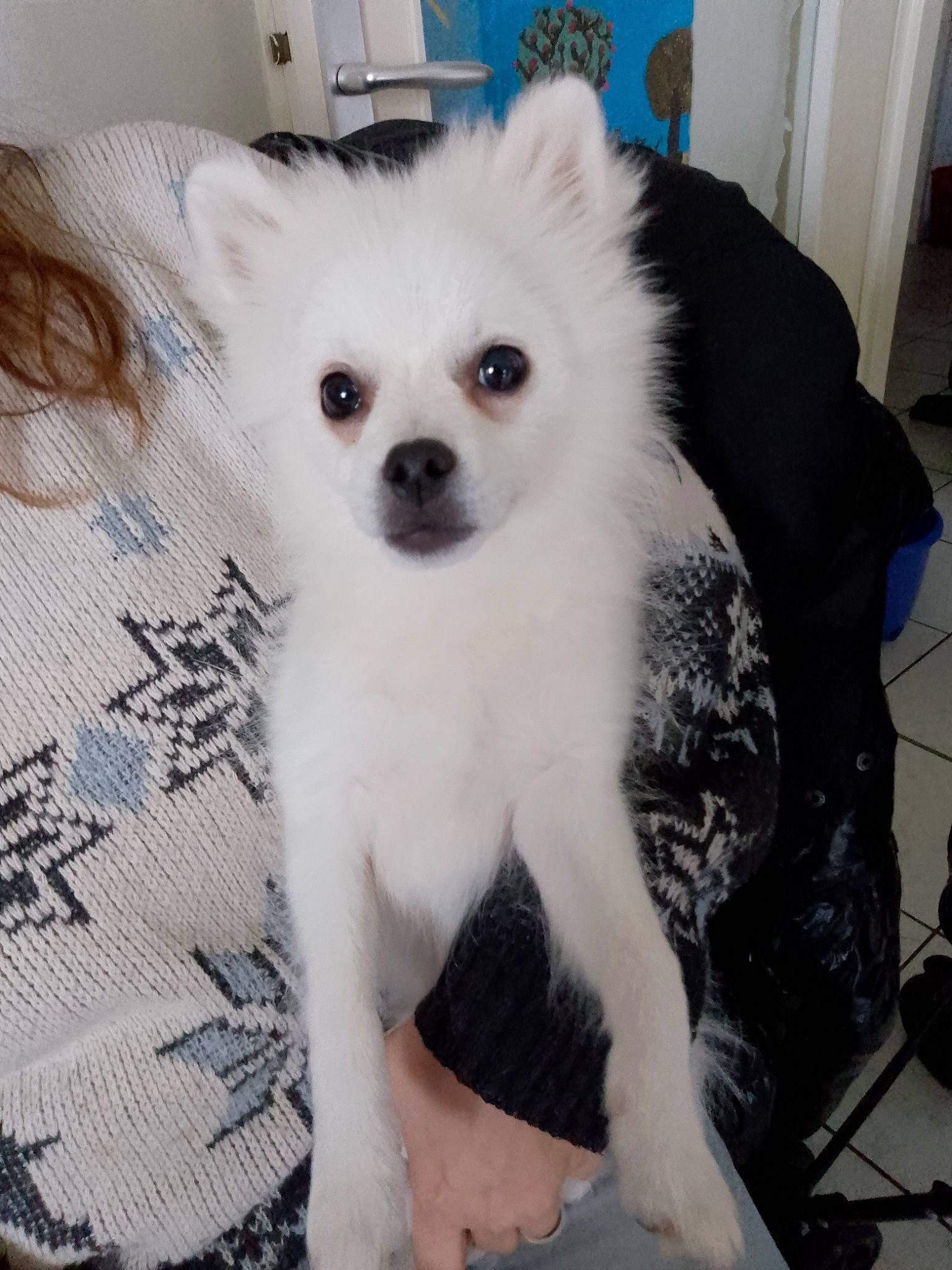 Ulysse participe au concours pour gagner de l'argent avec cette photo : canidae, carnivore, companion_dog, dog, dog_breed, dog_supply, eyelash, fawn, fur, non_sporting_group, pattern, snout, sporting_group, terrestrial_animal, toy_dog, volpino_italiano, whiskers, working_animal