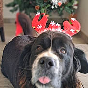 Luna participe au concours pour gagner de l'argent avec cette photo : dog, black_dog, reindeer_antlers, christmas_tree, holiday, indoor, pet, tongue_out, fur, decorations, festive, floor, cute, animal, christmas, blurred_background, playful, mammal, domestic_animal, canine