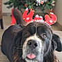 dog, black_dog, reindeer_antlers, christmas_tree, holiday, indoor, pet, tongue_out, fur, decorations, festive, floor, cute, animal, christmas, blurred_background, playful, mammal, domestic_animal, canine