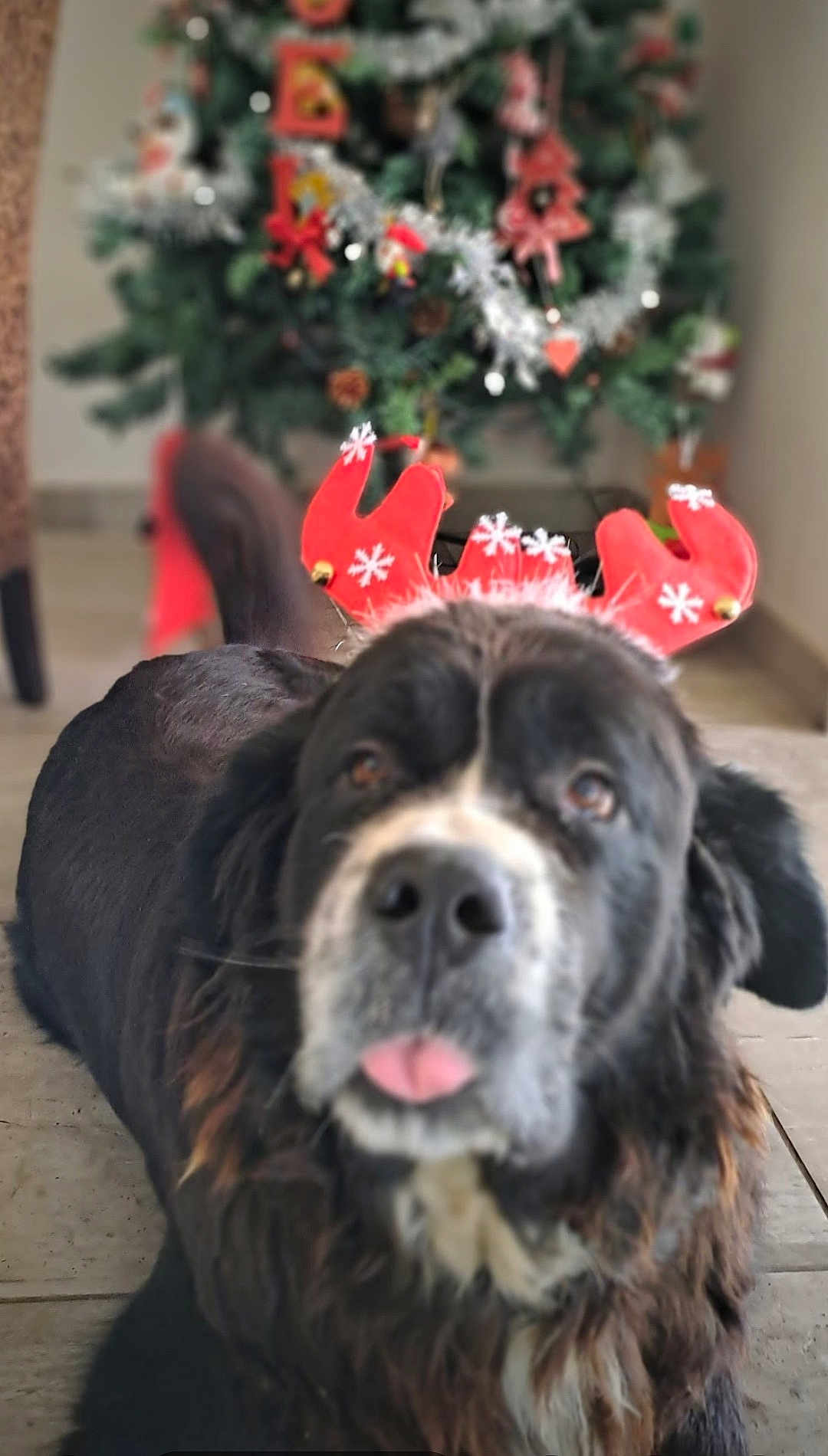 Luna participe au concours pour gagner de l'argent avec cette photo : dog, black_dog, reindeer_antlers, christmas_tree, holiday, indoor, pet, tongue_out, fur, decorations, festive, floor, cute, animal, christmas, blurred_background, playful, mammal, domestic_animal, canine