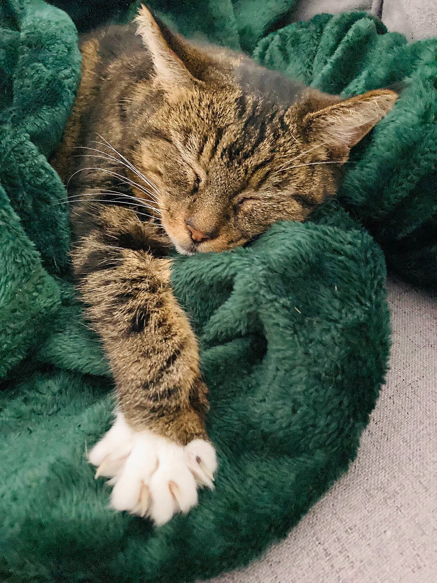 Grenadine participe au concours pour gagner de l'argent avec cette photo : carnivore, cat, claw, comfort, domestic_short_haired_cat, felidae, fur, grass, nap, paw, plant, sitting, sleep, small_to_medium_sized_cats, snout, tail, terrestrial_animal, whiskers, wildlife