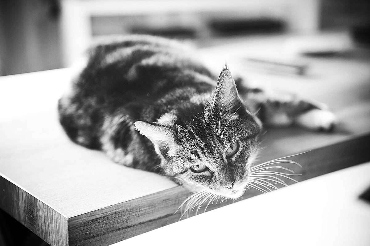 Grenadine participe au concours pour gagner de l'argent avec cette photo : black, black_and_white, carnivore, cat, comfort, domestic_short_haired_cat, felidae, fur, grey, monochrome, monochrome_photography, photograph, sitting, small_to_medium_sized_cats, snout, stock_photography, style, tree, whiskers, white