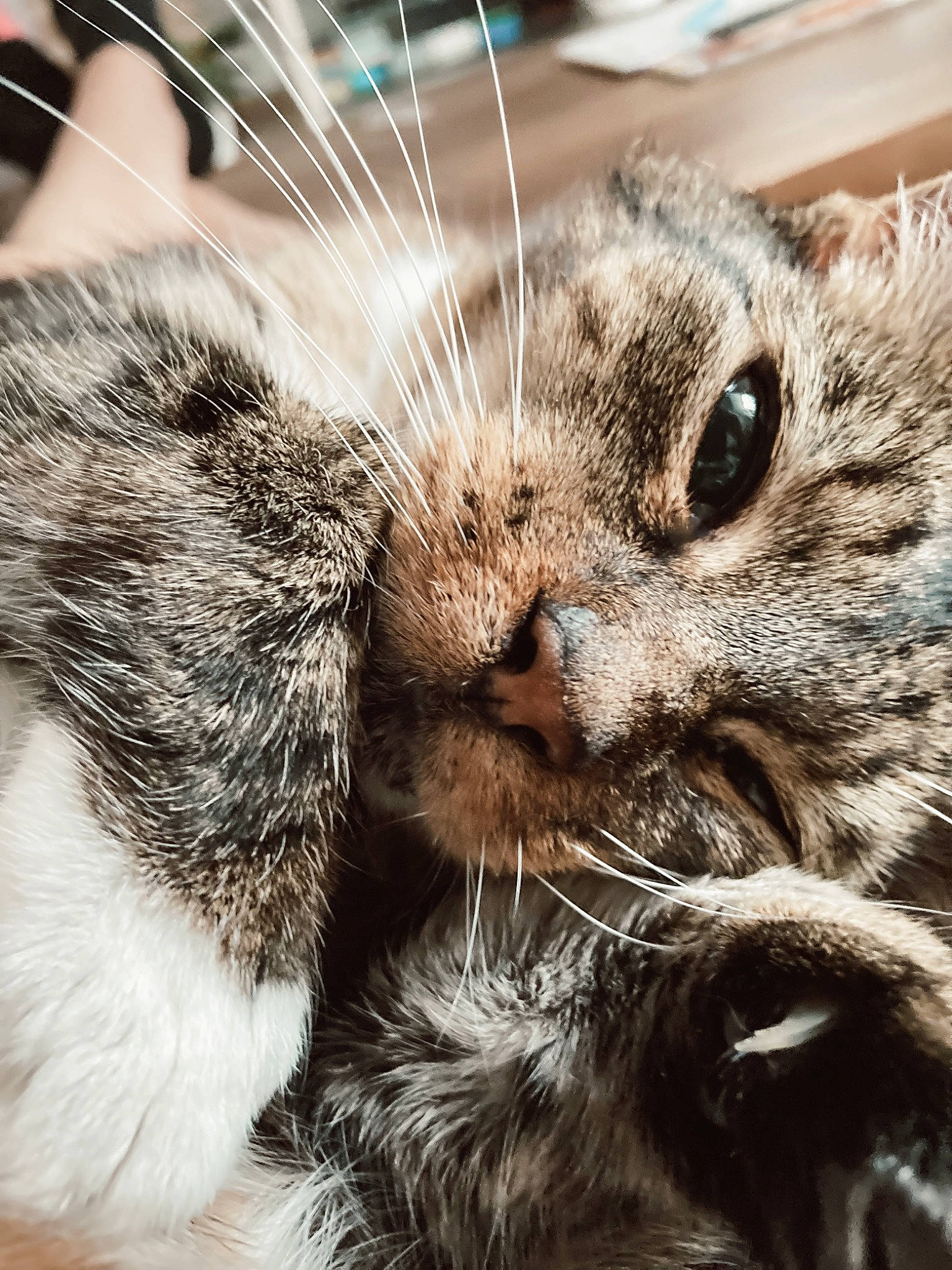 Grenadine participe au concours pour gagner de l'argent avec cette photo : carnivore, cat, claw, close_up, domestic_short_haired_cat, felidae, fur, paw, plant, small_to_medium_sized_cats, snout, terrestrial_animal, whiskers