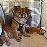 brown_fur, couch, cozy, cute, dog, fox_toy, fur, happy, harness, home, indoor, pet, pillow, plush_toy, quilt, relaxed, sitting, small_dog, smiling, wood_wall