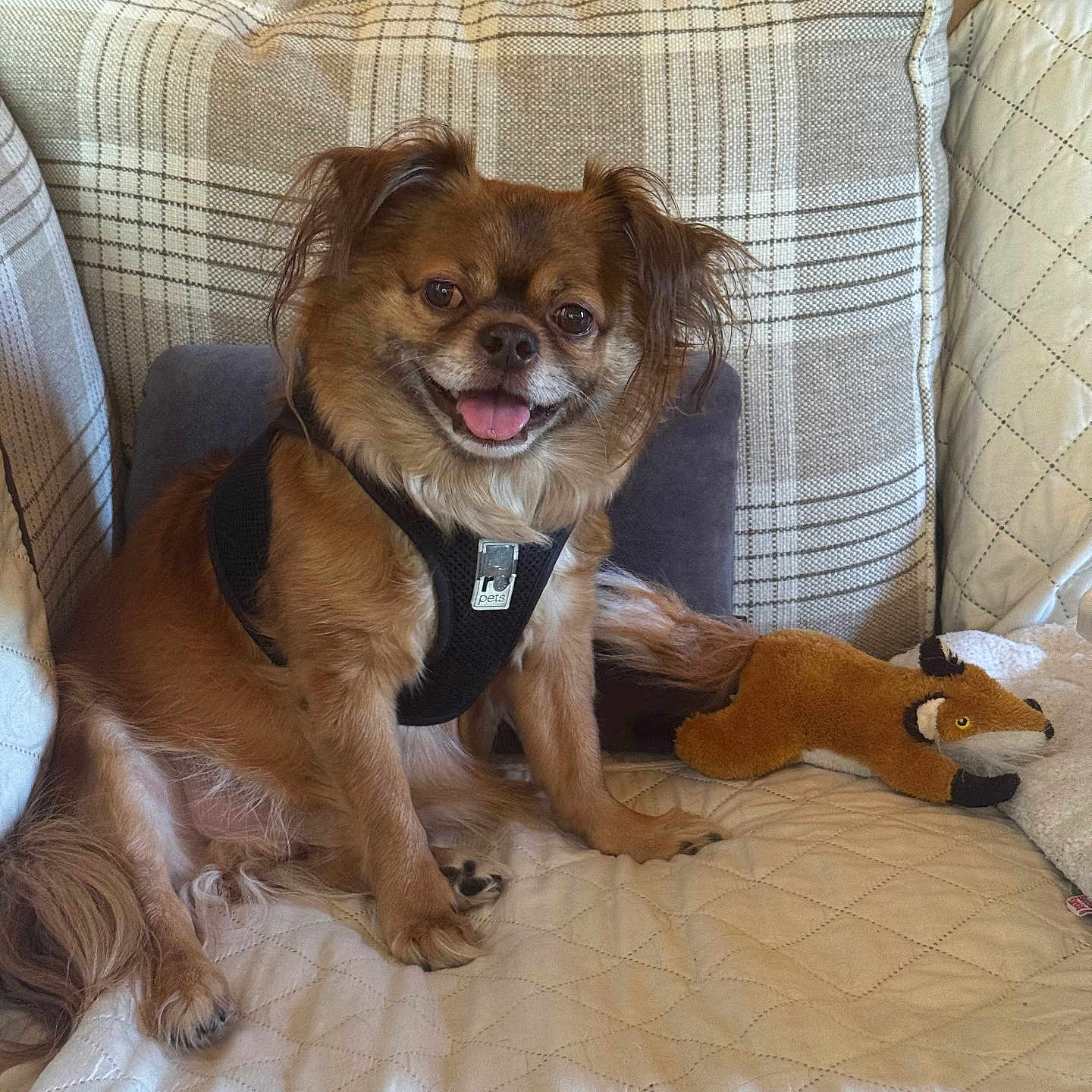 Balu