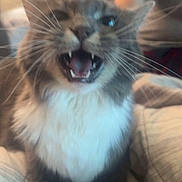 Mochi is registered to the contest to win money with this photo: cat, animal, fluffy, long_hair, gray_fur, white_fur, blue_eyes, open_mouth, fangs, whiskers, sitting, portrait, close_up, indoor, couch, person, home, blurred_background, pet, funny