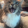 cat, animal, fluffy, long_hair, gray_fur, white_fur, blue_eyes, open_mouth, fangs, whiskers, sitting, portrait, close_up, indoor, couch, person, home, blurred_background, pet, funny