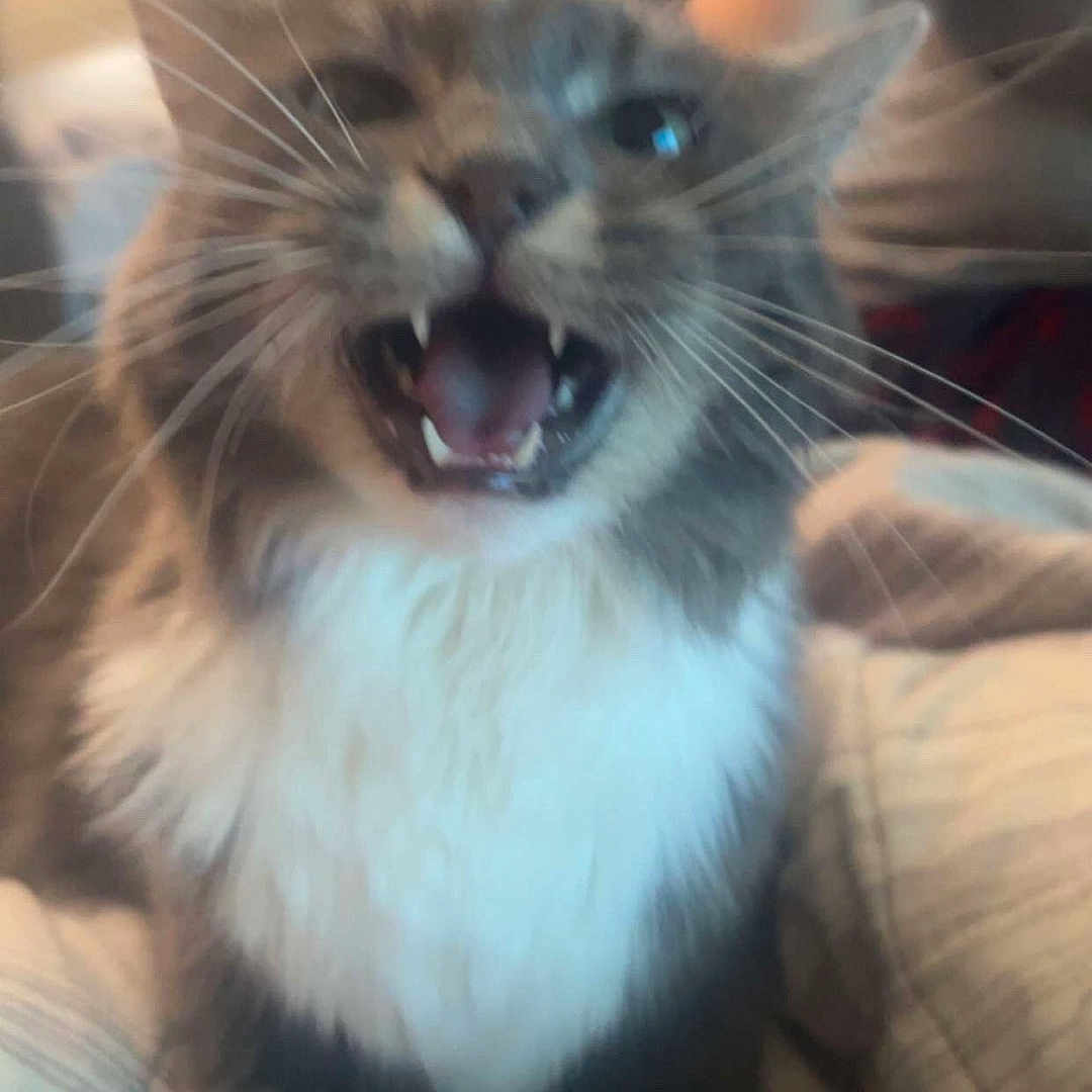 Mochi