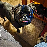 I-Own-ya is registered to the contest to win money with this photo: dog, pug, black_dog, pet, tongue_out, carpet, floor, shoes, furniture, indoor, close_up, curious, cute, animal, small_dog, companion, looking_up, household, portrait, paw