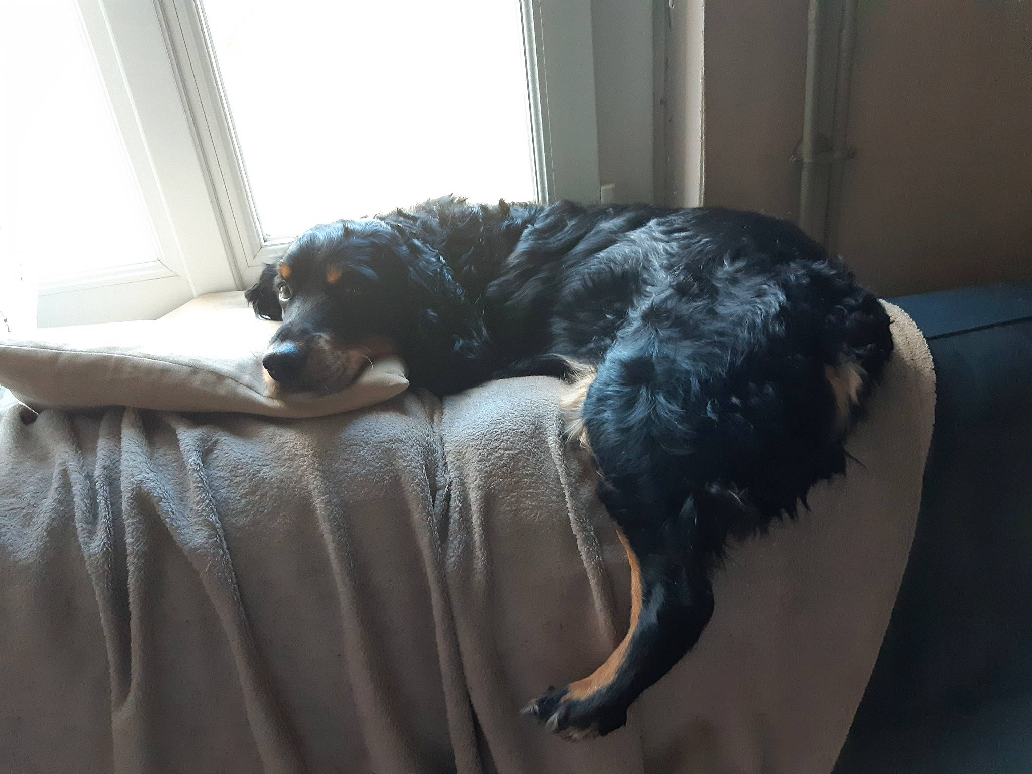 Julio participe au concours pour gagner de l'argent avec cette photo : canidae, carnivore, companion_dog, dog, dog_breed, portuguese_water_dog, scottish_deerhound, sporting_group