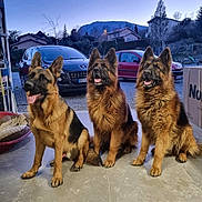 Must Marley Sky a rejoint le concours — aidez-le/la à gagner de superbes lots ! german_shepherd, dog, animal, pet, canine, outdoor, car, vehicle, mountain, village, evening, sky, fur, sitting, portrait, three_dogs, alert, ears_up, floor, obedient