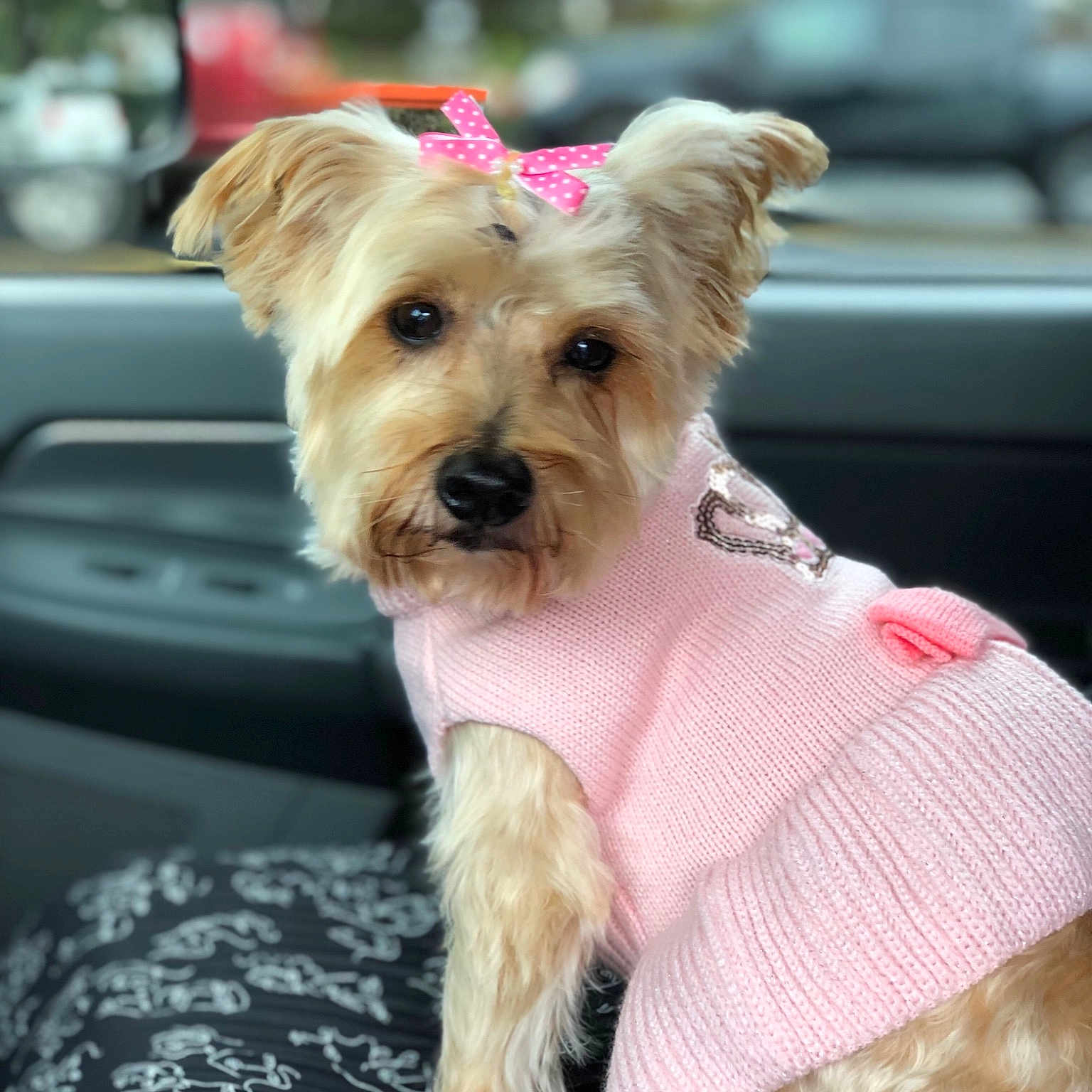 Jazmine joined the competition — help win amazing prizes! australian_silky_terrier, cairn_terrier, carnivoran, companion_dog, dog, dog_breed, dog_like_mammal, morkie, norfolk_terrier, puppy, schnoodle, small_terrier, snout, sporting_lucas_terrier, terrier, yorkshire_terrier