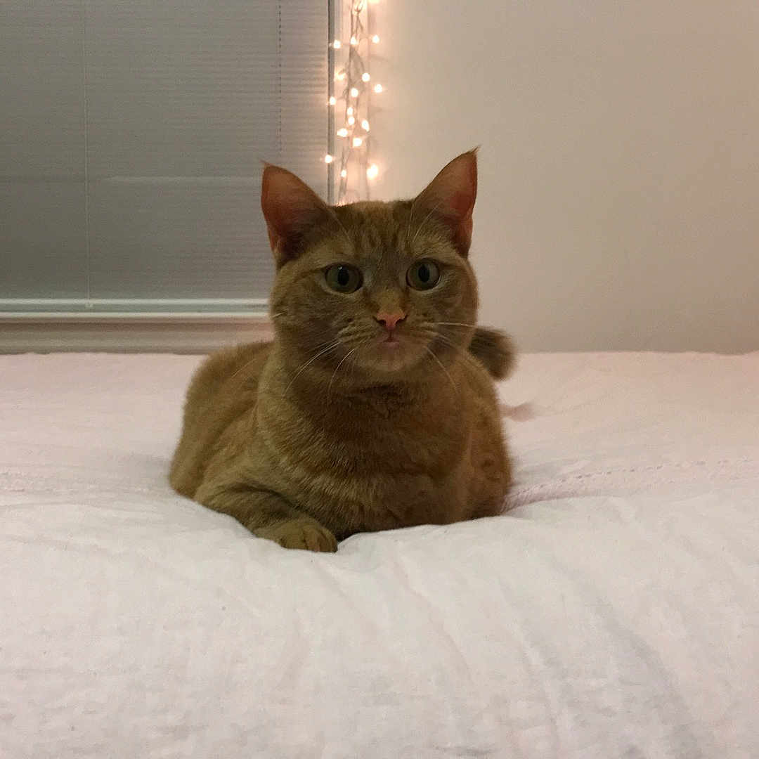 Lulu