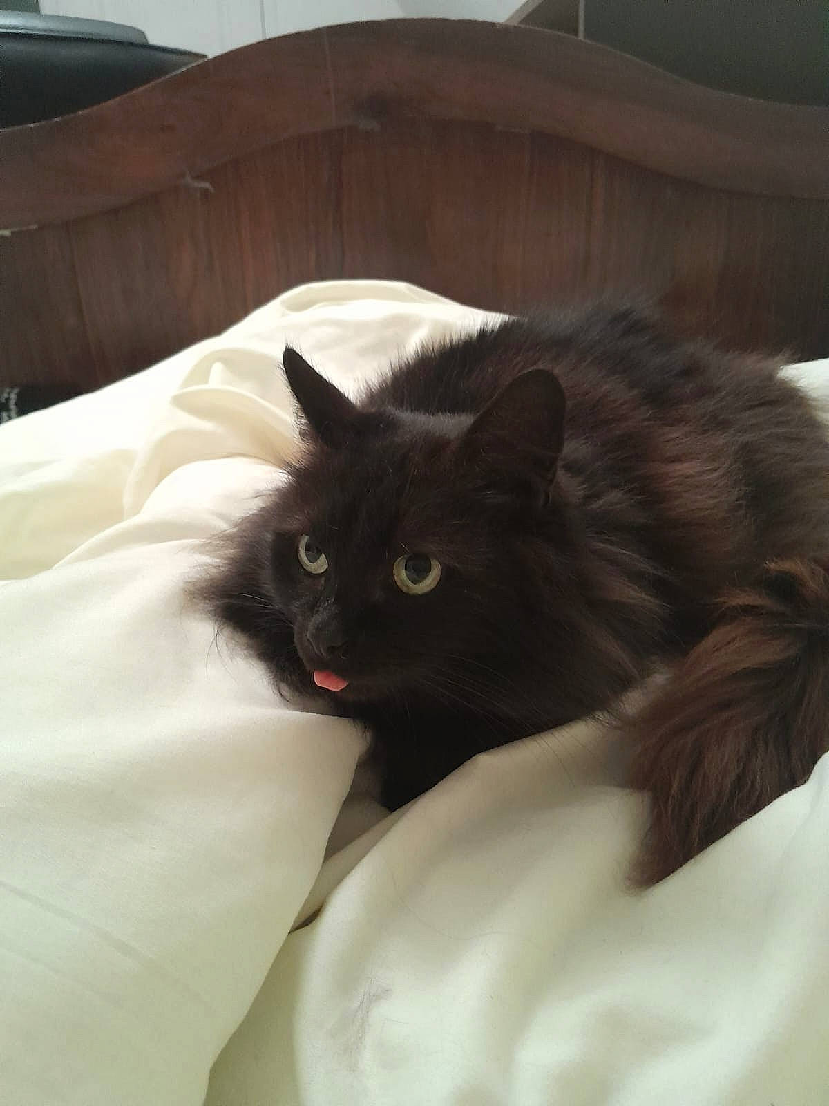 Milo a rejoint le concours — aidez-le/la à gagner de superbes lots ! bag, bed, bedding, black_cat, carnivore, cat, cat_supply, comfort, couch, felidae, fur, grey, hardwood, linens, small_to_medium_sized_cats, terrestrial_animal, whiskers