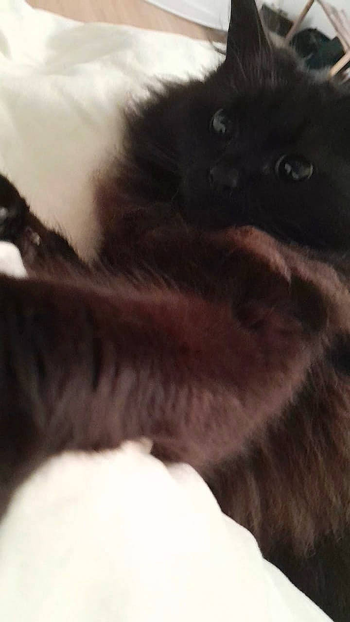 Milo participe au concours pour gagner de l'argent avec cette photo : carnivore, cat, claw, cloud, comfort, dog_breed, felidae, fur, liver, paw, sky, small_to_medium_sized_cats, snout, tail, terrestrial_animal, whiskers, wildlife, working_animal