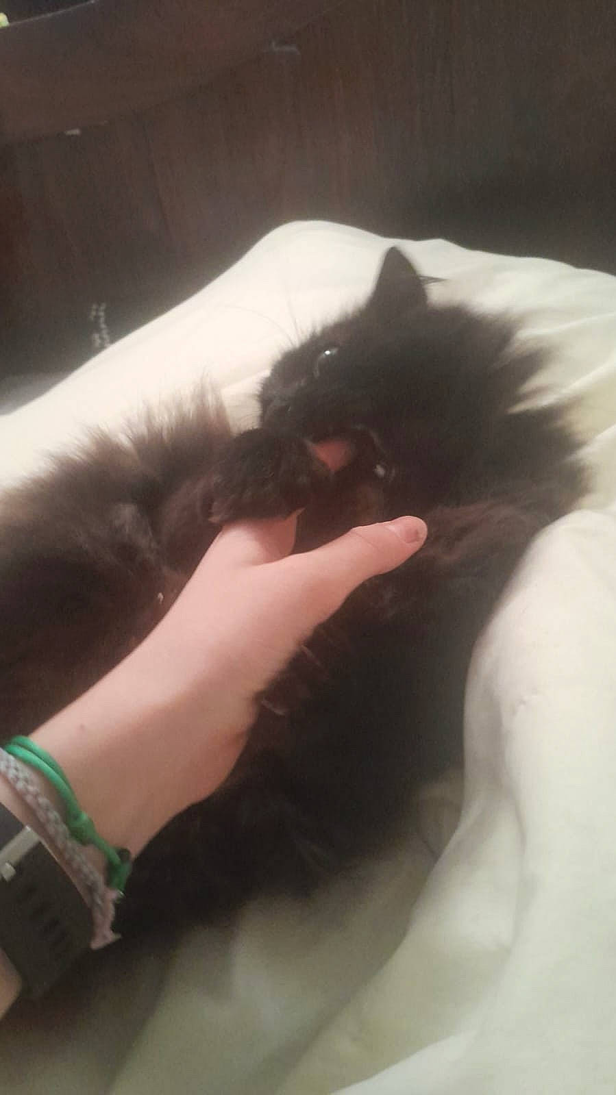 Milo participe au concours pour gagner de l'argent avec cette photo : black_cat, canidae, carnivore, cat, comfort, dog_breed, domestic_short_haired_cat, felidae, foot, fur, gesture, human_leg, nail, paw, small_to_medium_sized_cats, snout, tail, thumb, whiskers, wrist