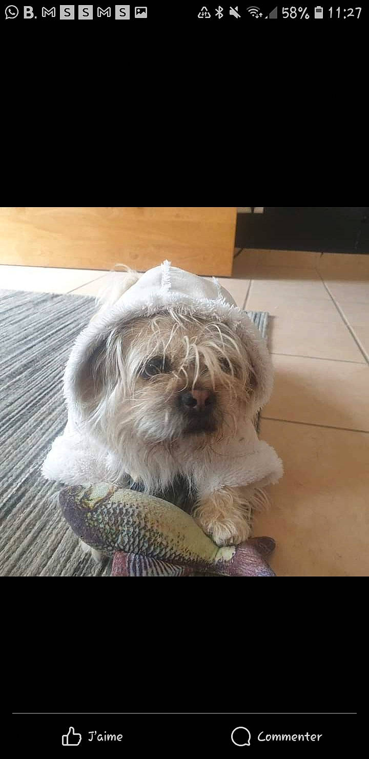 Ozzy participe au concours pour gagner de l'argent avec cette photo : biewer_terrier, canidae, carnivore, companion_dog, dog, dog_breed, dog_supply, flooring, fur, mal_shi, maltepoo, non_sporting_group, puppy_love, small_terrier, snout, sporting_group, square, terrier, toy_dog, working_animal