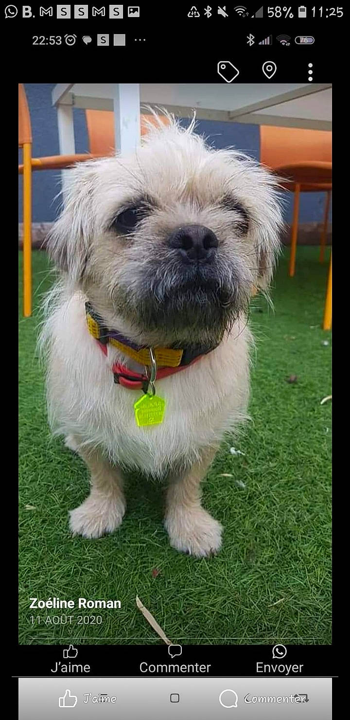 Ozzy a rejoint le concours — aidez-le/la à gagner de superbes lots ! canidae, carnivore, collar, companion_dog, dog, dog_breed, dog_collar, dog_supply, fur, grass, liver, maltepoo, non_sporting_group, pet_supply, puppy, small_terrier, sporting_group, terrier, toy_dog, working_animal