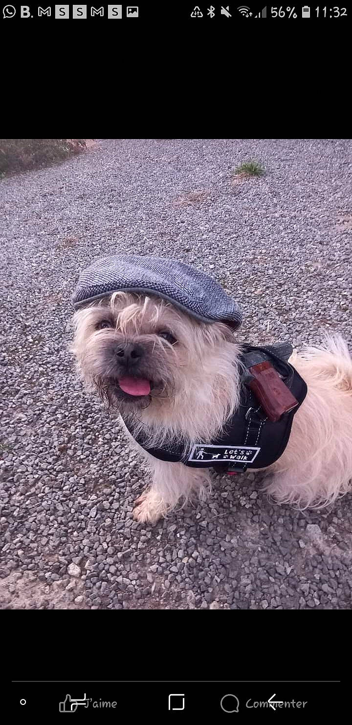Ozzy a rejoint le concours — aidez-le/la à gagner de superbes lots ! asphalt, carnivore, collar, companion_dog, dog, dog_breed, dog_collar, dog_supply, fur, grass, liver, road_surface, shih_tzu, small_terrier, snout, sporting_group, terrier, toy_dog, working_animal, wrinkle