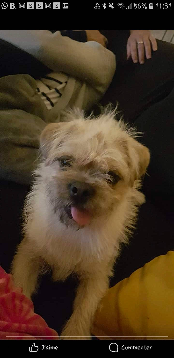 Ozzy a rejoint le concours — aidez-le/la à gagner de superbes lots ! biewer_terrier, canidae, carnivore, companion_dog, dog, dog_breed, dog_supply, fur, maltepoo, non_sporting_group, puppy_love, shih_poo, small_terrier, snout, sporting_group, terrier, toy_dog, working_animal, working_terrier, yorkipoo