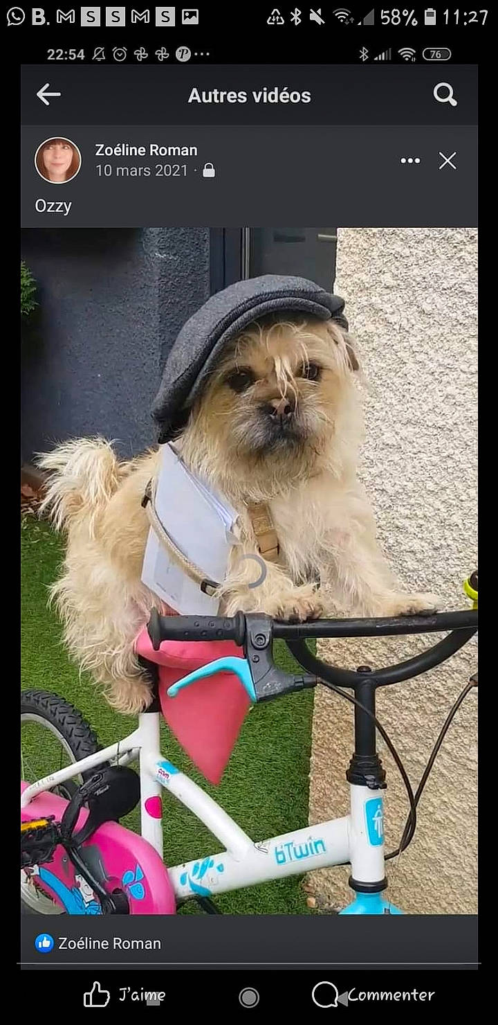 Ozzy participe au concours pour gagner de l'argent avec cette photo : bicycle, bicycle_basket, bicycle_frame, bicycle_handlebar, bicycle_part, bicycle_tire, bicycle_wheel, bicycles_equipment_and_supplies, carnivore, collar, companion_dog, dog, dog_breed, fawn, fur, liver, snout, sporting_group, toy_dog, vehicle