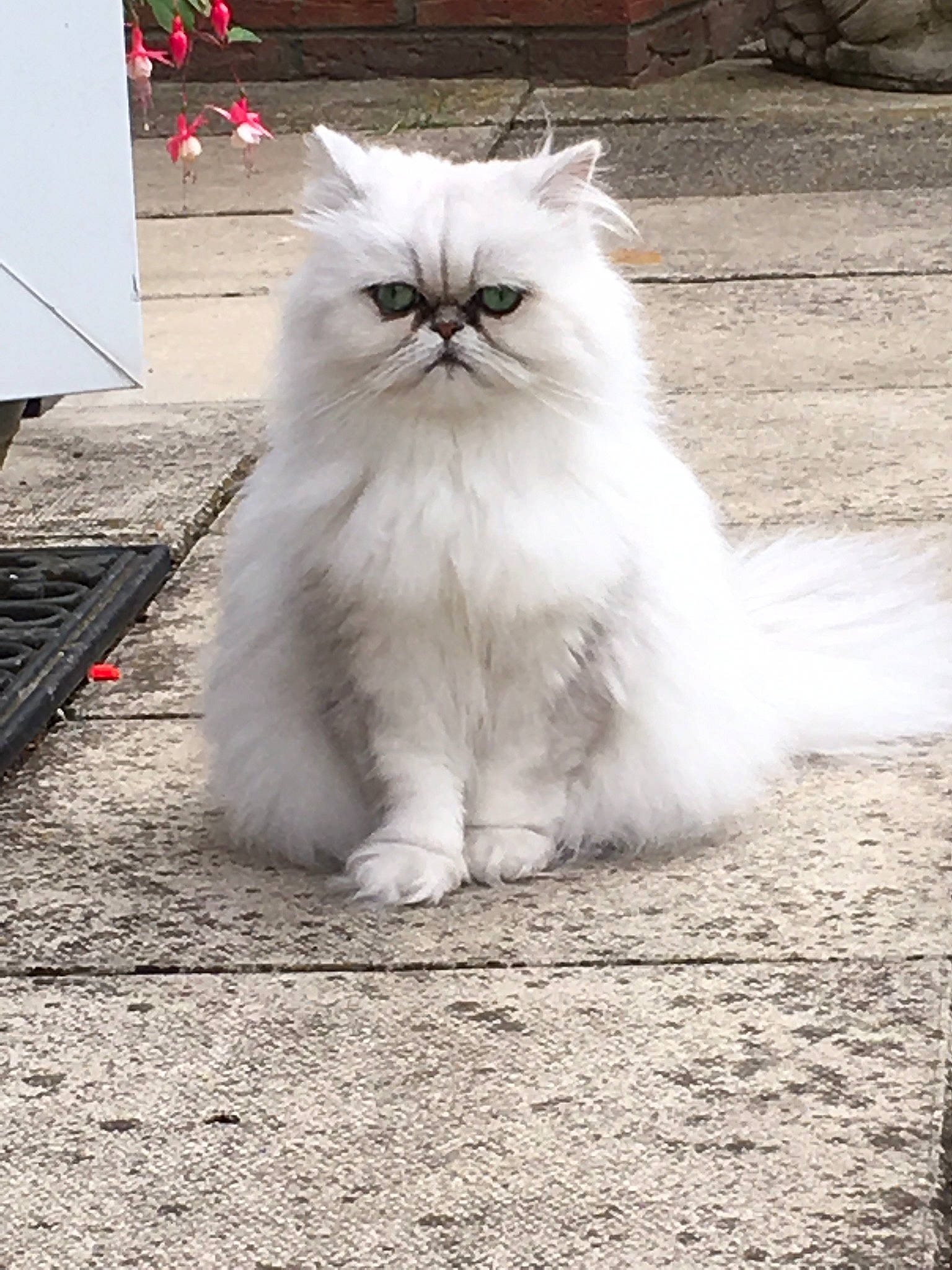 Snowbell joined the competition — help win amazing prizes! british_longhair, carnivore, cat, felidae, flooring, fur, grass, sitting, small_to_medium_sized_cats, tail, terrestrial_animal, whiskers, wood