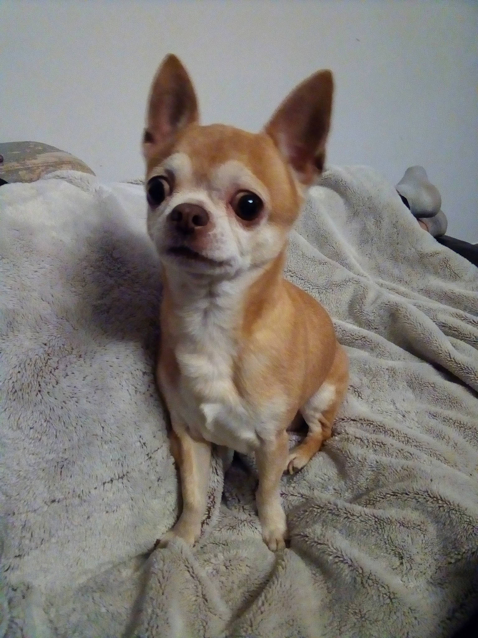 Mojo participe au concours pour gagner de l'argent avec cette photo : canidae, carnivore, chihuahua, companion_dog, dog, dog_breed, fawn, fur, linens, non_sporting_group, snout, sporting_group, terrestrial_animal, toy_dog, whiskers, working_animal