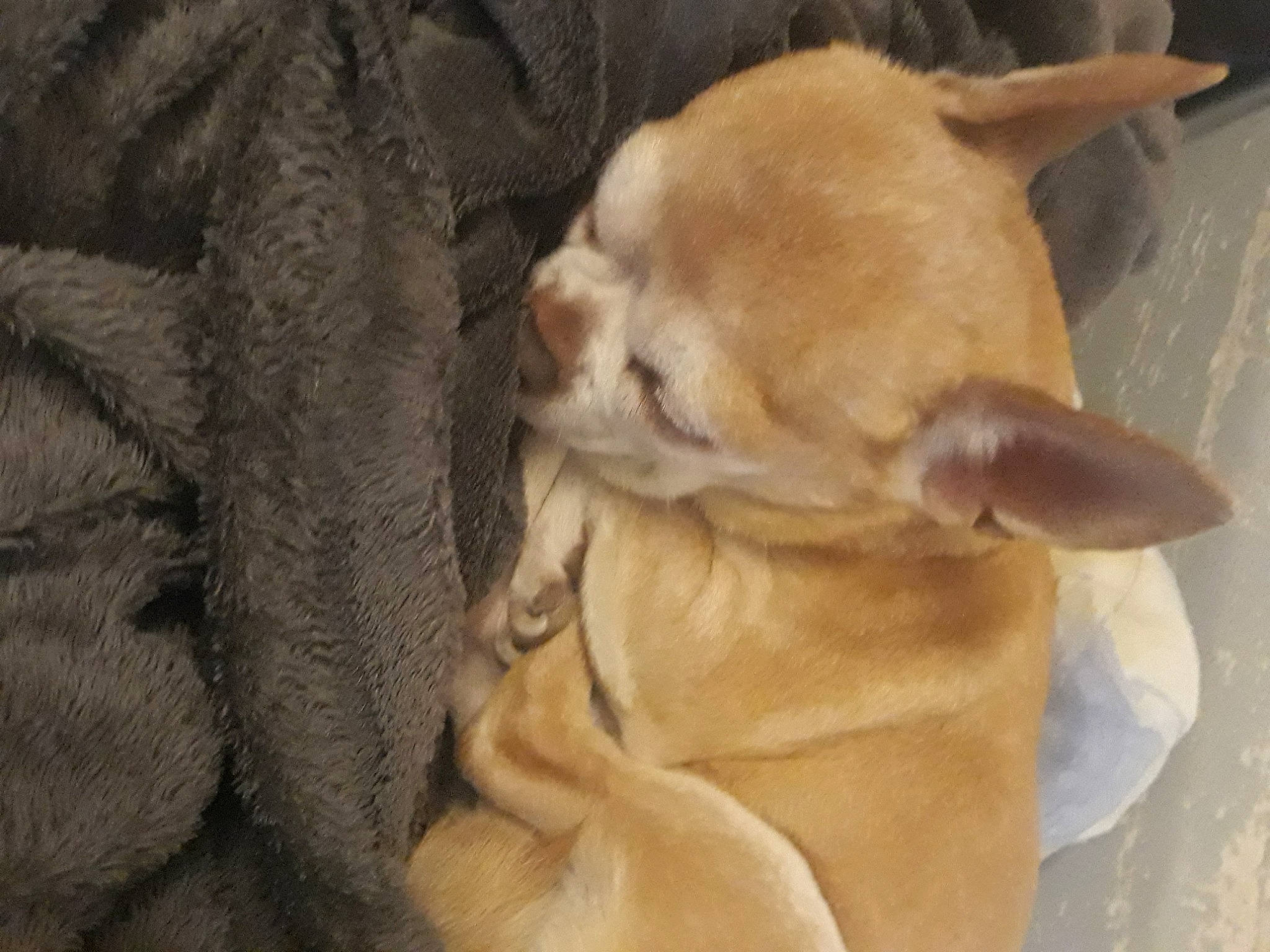 Mojo a rejoint le concours — aidez-le/la à gagner de superbes lots ! canidae, carnivore, claw, collar, companion_dog, dog, dog_breed, fawn, fur, paw, snout, tail, working_animal