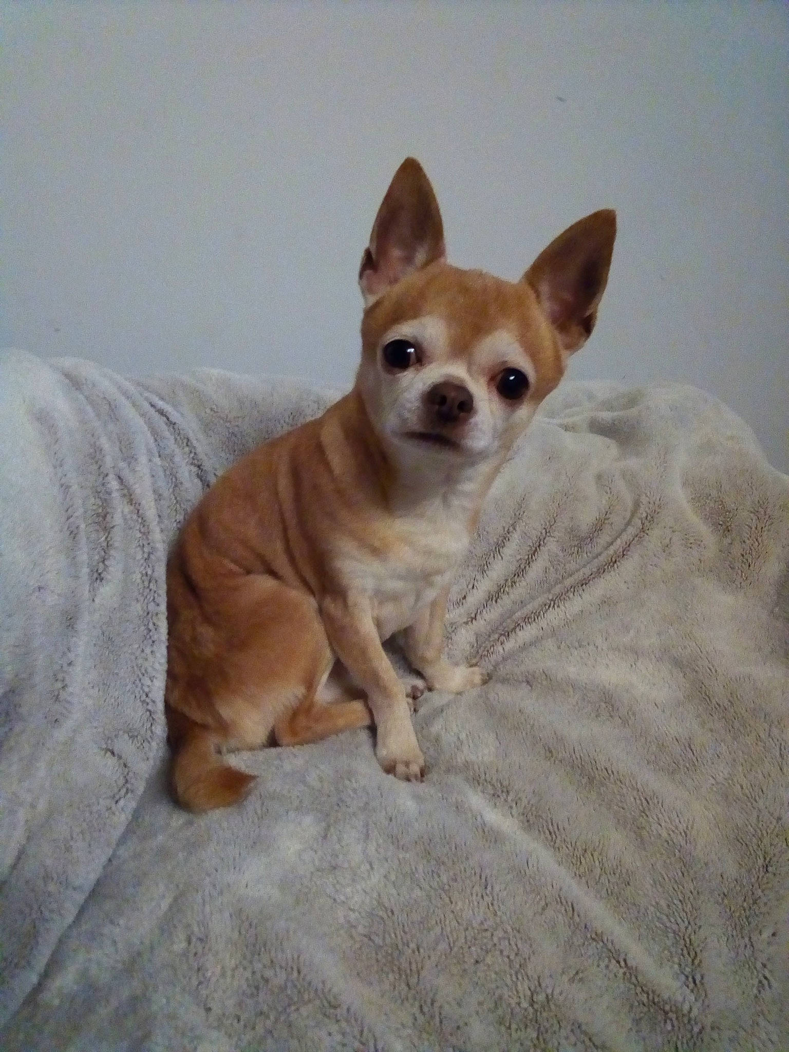 Mojo participe au concours pour gagner de l'argent avec cette photo : beige, brown, canidae, carnivore, chihuahua, comfort, dog, dog_breed, fawn, linens, liver, mammal, non_sporting_group, snout, sporting_group, tan, terrestrial_animal, toy_dog, vertebrate, working_animal