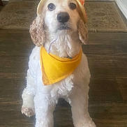 Charlie Reyes joined the competition — help win amazing prizes! dog, pet, hat, bandana, orange, yellow, floor, indoor, curly_fur, white_fur, portrait, looking_up, cute, animal, domestic_animal, companion, sitting, front_paws, house, accessory