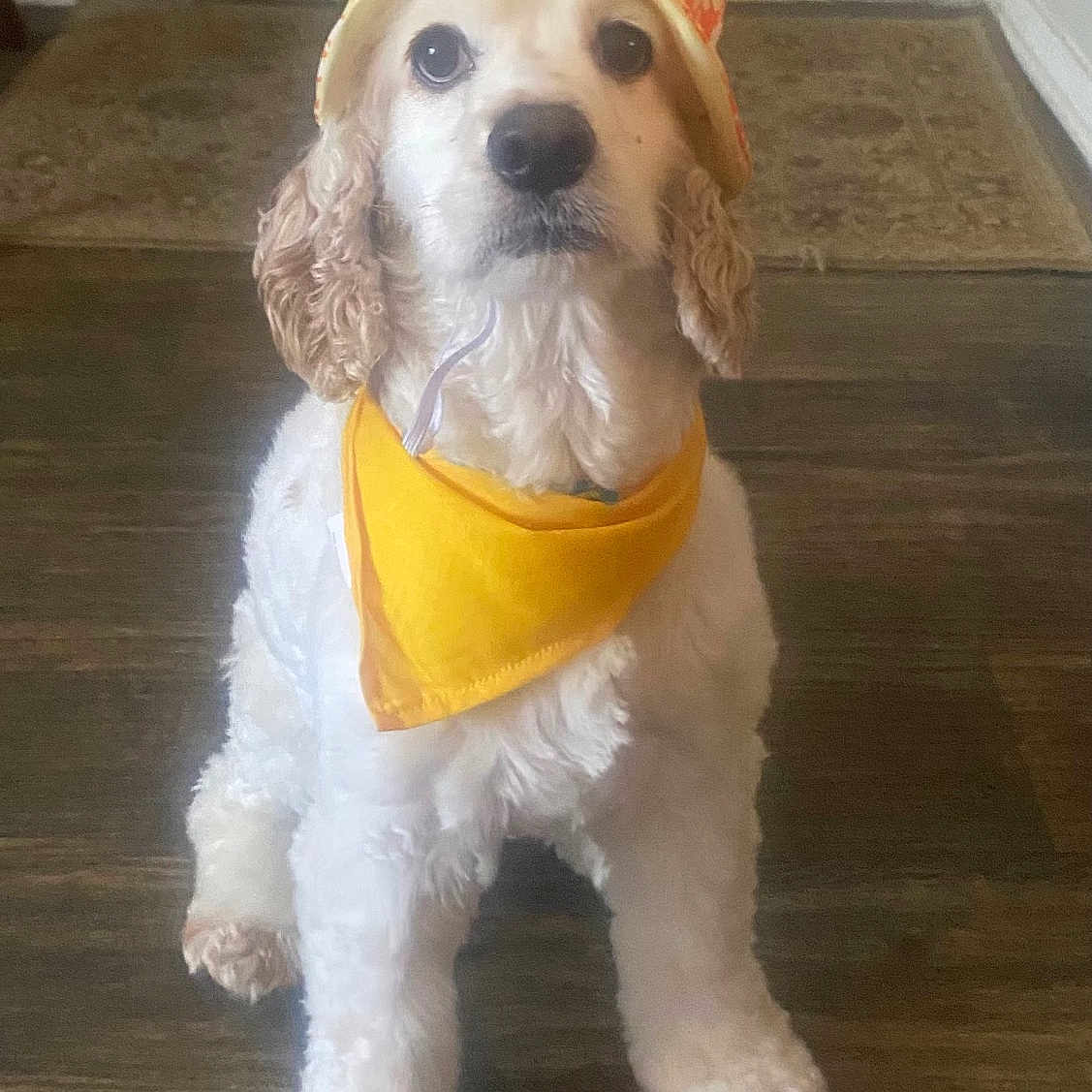 Charlie Reyes joined the competition — help win amazing prizes! accessory, animal, bandana, companion, curly_fur, cute, dog, domestic_animal, floor, front_paws, hat, house, indoor, looking_up, orange, pet, portrait, sitting, white_fur, yellow