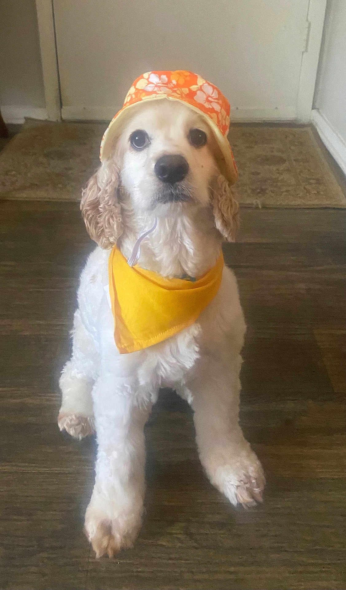 Charlie Reyes joined the competition — help win amazing prizes! dog, pet, hat, bandana, orange, yellow, floor, indoor, curly_fur, white_fur, portrait, looking_up, cute, animal, domestic_animal, companion, sitting, front_paws, house, accessory