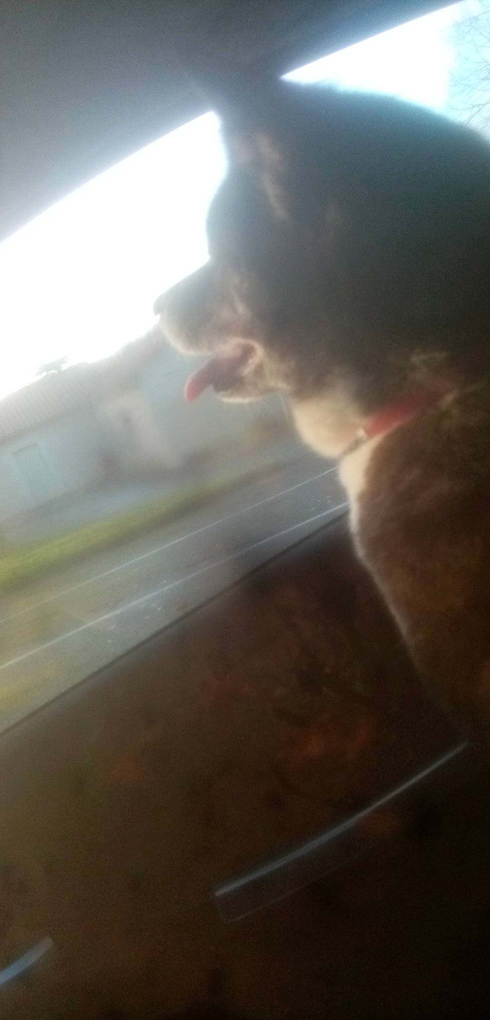 Okami participe au concours pour gagner de l'argent avec cette photo : canidae, carnivore, cat, cloud, dog_breed, fawn, felidae, flooring, fur, hardwood, meteorological_phenomenon, room, small_to_medium_sized_cats, snout, tail, tints_and_shades, whiskers, window, windshield, wood