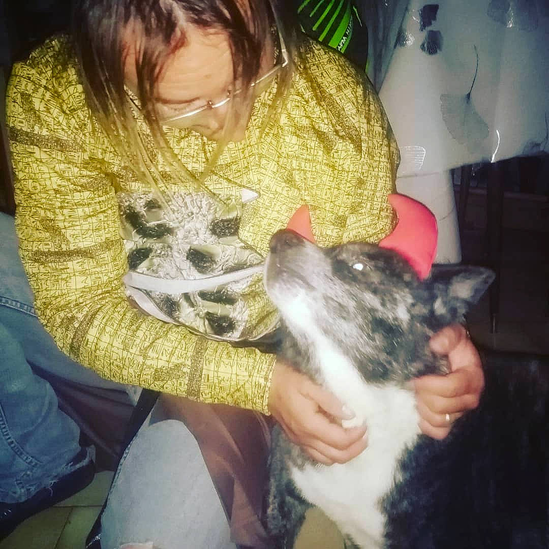 Okami a rejoint le concours — aidez-le/la à gagner de superbes lots ! canidae, carnivore, comfort, companion_dog, dog, dog_breed, ear, fawn, fur, human_leg, jaw, lap, nail, organ, pattern, paw, puppy_love, sitting, snout, whiskers