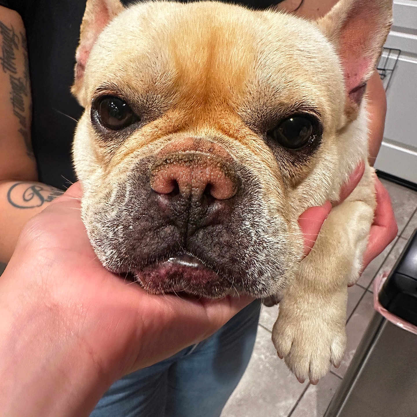 Charlie joined the competition — help win amazing prizes! adult, animal, bodypart, boxer, bulldog, canine, dog, finger, frenchbulldog, hand, indoors, interiordesign, male, man, person, pet, pitbull, puppy, skin, tattoo