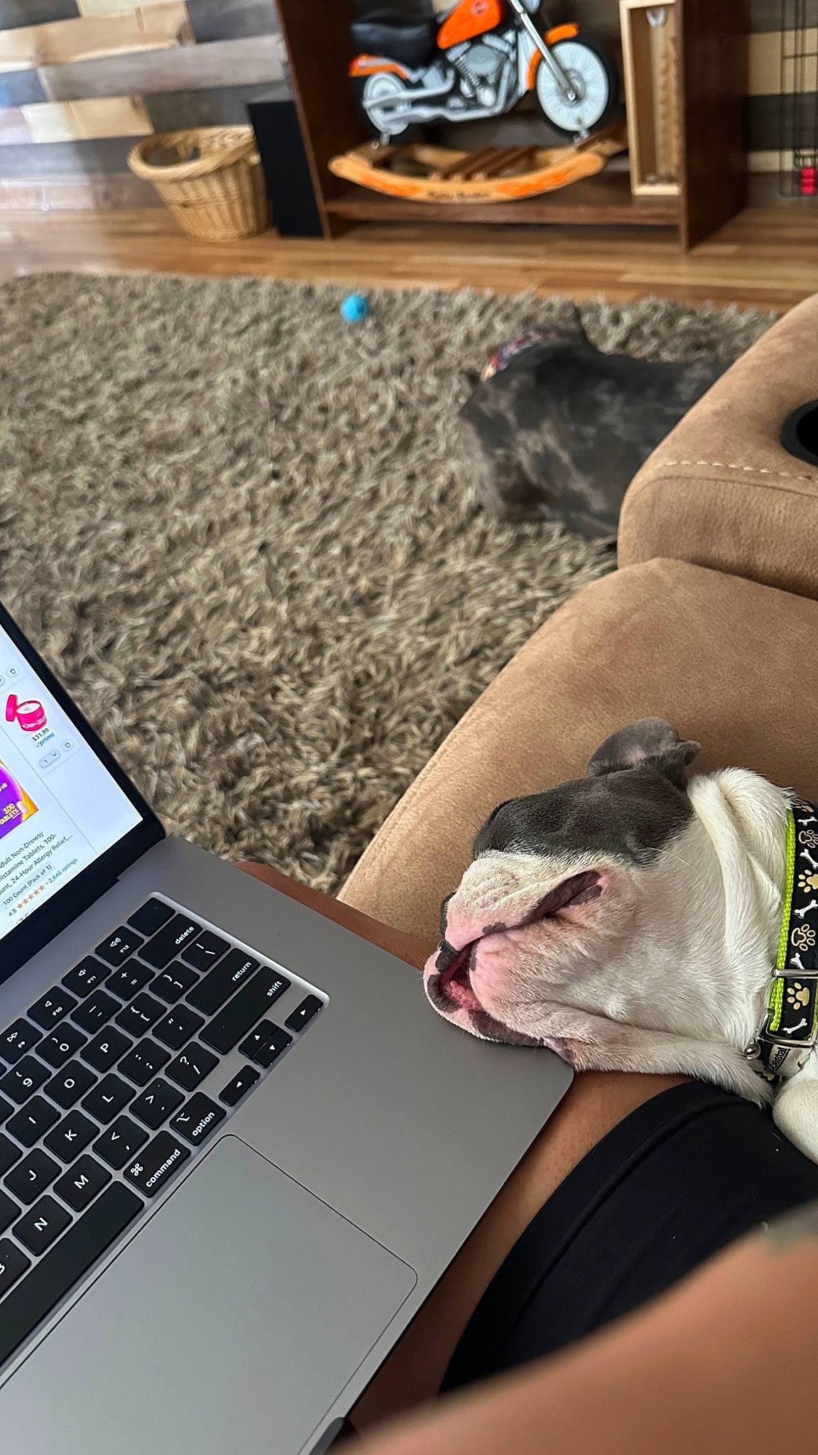 Four joined the competition — help win amazing prizes! black, carnivore, comfort, companion_dog, computer, dog_breed, fawn, flooring, foot, gadget, human_leg, laptop, netbook, office_equipment, office_supplies, output_device, personal_computer, space_bar, touchpad, wood