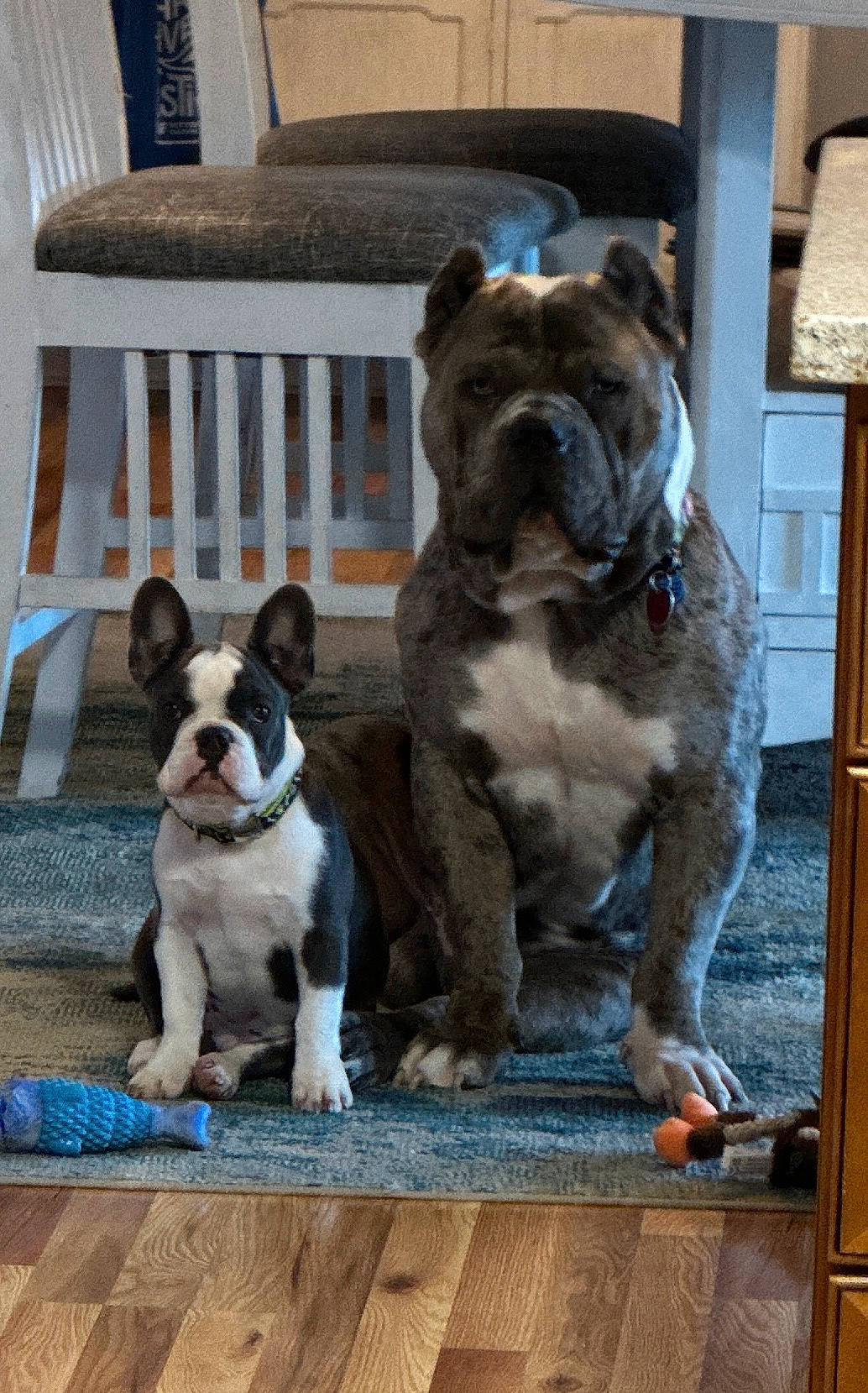 Captain is registered to the contest to win money with this photo: bulldog, canidae, carnivore, chair, collar, companion_dog, dog, dog_breed, dog_collar, fawn, french_bulldog, grass, pet_supply, snout, sporting_group, tail, terrestrial_animal, wood, working_animal, wrinkle